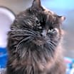 Thumbnail photo of Sizzly (In Foster) #1