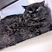 Thumbnail photo of Sizzly (In Foster) #3
