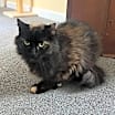 Thumbnail photo of Sizzly (In Foster) #4