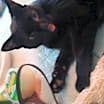 Thumbnail photo of Angus #1