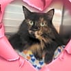 Thumbnail photo of Lilly ( FKA Natasha) #2