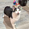 Thumbnail photo of Fleetwood Flynn #3