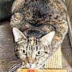 Thumbnail photo of Fern #4