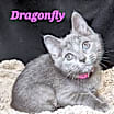Thumbnail photo of Dragonfly #1