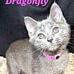 Thumbnail photo of Dragonfly #2