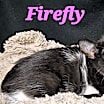 Thumbnail photo of Firefly #1