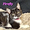 Thumbnail photo of Firefly #2