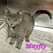 Thumbnail photo of Mayfly #1