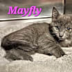 Thumbnail photo of Mayfly #2