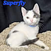 Thumbnail photo of Superfly #1