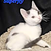 Thumbnail photo of Superfly #2