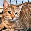 Thumbnail photo of Cashew #3