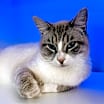 Thumbnail photo of Marshmellow #1