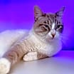 Thumbnail photo of Marshmellow #2
