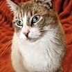 Thumbnail photo of Marshmellow #3