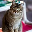 Thumbnail photo of Jinksies #1