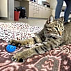 Thumbnail photo of Jinksies #4