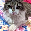 Thumbnail photo of Odin #1