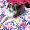 Thumbnail photo of Odin #2