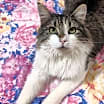 Thumbnail photo of Odin #3