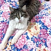 Thumbnail photo of Odin #4