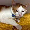 Thumbnail photo of Ducky #1