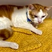 Thumbnail photo of Ducky #4