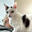 Thumbnail photo of Indigo #2