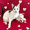 Thumbnail photo of Indigo #3