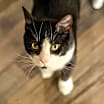 Thumbnail photo of Ralphie #1