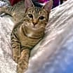 Thumbnail photo of Rafiki #2