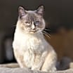 Thumbnail photo of Mouse #1