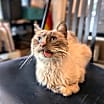 Thumbnail photo of Mouse #2