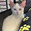 Thumbnail photo of Pixie #1