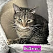 Thumbnail photo of Buttercup #1