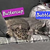 Thumbnail photo of Buttercup #2