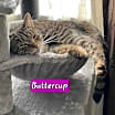 Thumbnail photo of Buttercup #3
