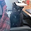 Thumbnail photo of Loki #2