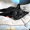 Thumbnail photo of Loki #3