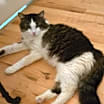 Thumbnail photo of Howie #1