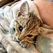 Thumbnail photo of Dharma #2