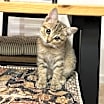 Thumbnail photo of Dharma #3
