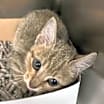 Thumbnail photo of Dharma #4