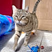 Thumbnail photo of Bailey #1