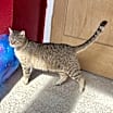 Thumbnail photo of Bailey #2