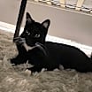 Thumbnail photo of Bella #2