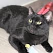 Thumbnail photo of Nova #1