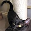 Thumbnail photo of Nova #3