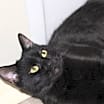 Thumbnail photo of Nova #4