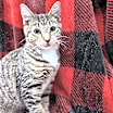 Thumbnail photo of Magenta #1